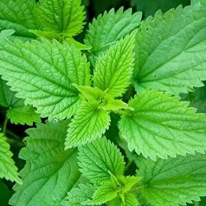 Nettle Fresh Leaf Tincture (2 oz Bottle)