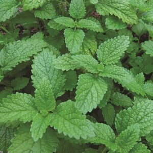 Lemon Balm Fresh Leaf Tincture