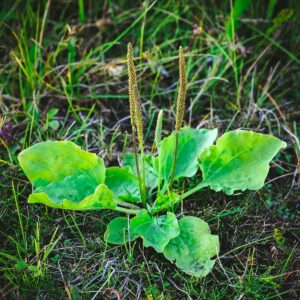 Plantain Fresh Leaf Tincture (2 oz Bottle)