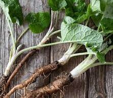 Burdock Fresh Root Tincture (2 oz Bottle) - Image 2