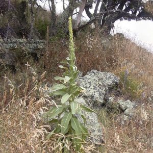 Mullein Fresh Leaf Tincture (2 oz Bottle)